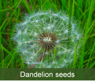 Dandelion seed head