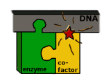 dnaenzymecofactor