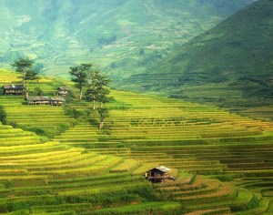 agriculture-1807574_1920