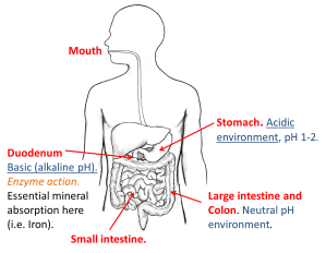 digestion_drugcriteria