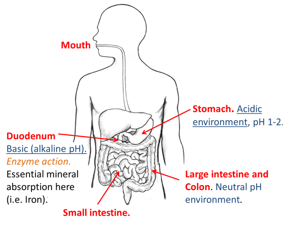 digestion_drugcriteria