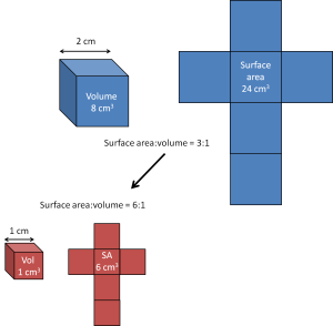 Image describing surface to volume ratio concept