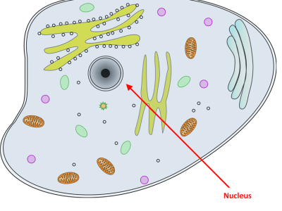 Diagram of a cell