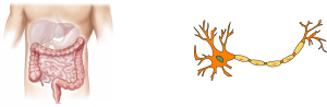 image of digestive tract and an image of a neuron