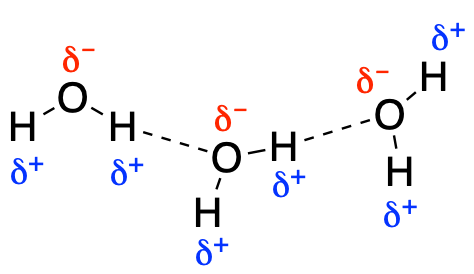 hydrogen bonding between water molecules