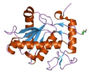 700metalloproteinase from Bothrops asper snake venom