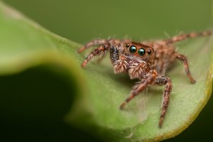 Jumping spider