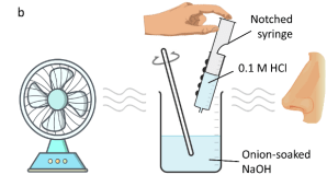 A diagram showing a fan blowing over a beaker containing sodium hydroxide solution. A hand is dispensing HCl solution from a syringe into the beaker and fumes of onion smell are then being blown towards a nose.